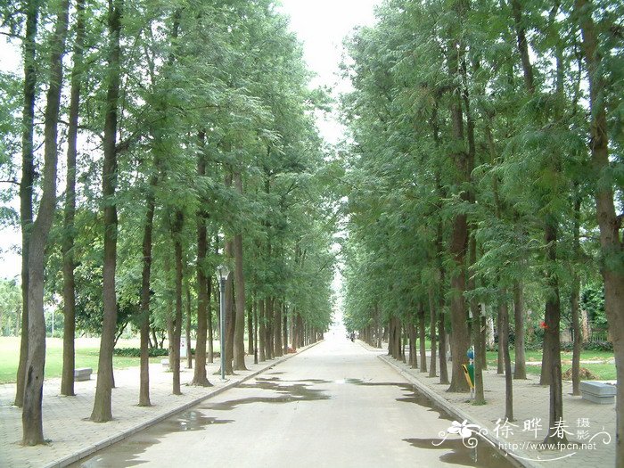 银桦Grevillea robusta 银桦Grevillea robusta