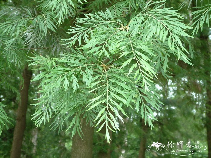 银桦Grevillea robusta