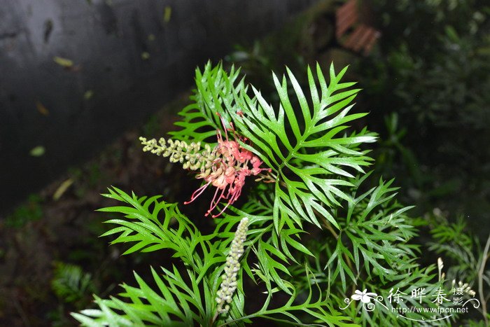 戈登银桦Grevillea 'Robyn Gordon'