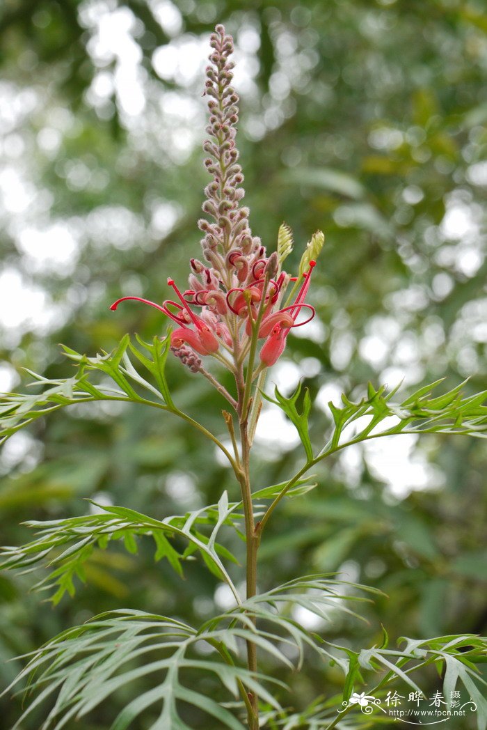 戈登银桦Grevillea 'Robyn Gordon'