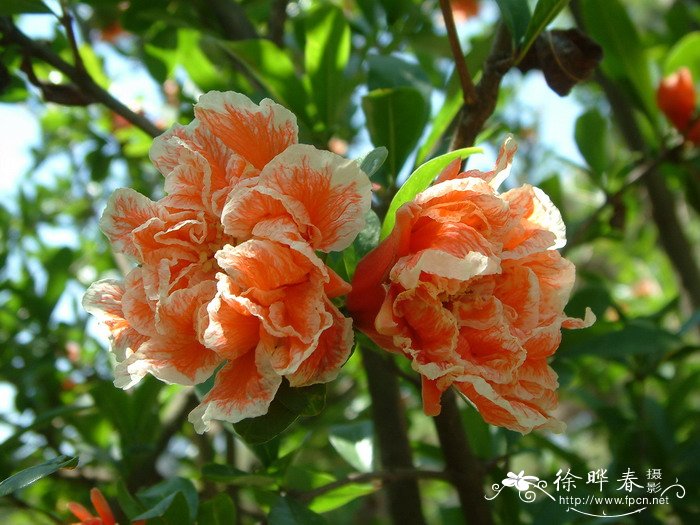 石榴Punica granatum 石榴Punica granatum