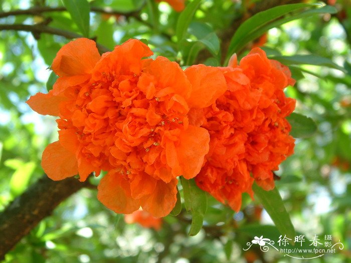 石榴Punica granatum 石榴Punica granatum