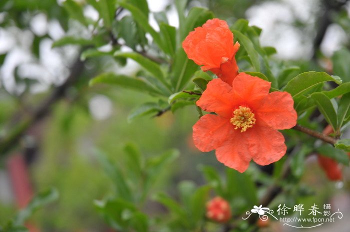 石榴Punica granatum 石榴Punica granatum