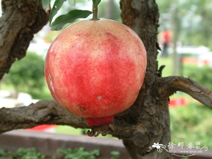 石榴Punica granatum 石榴Punica granatum
