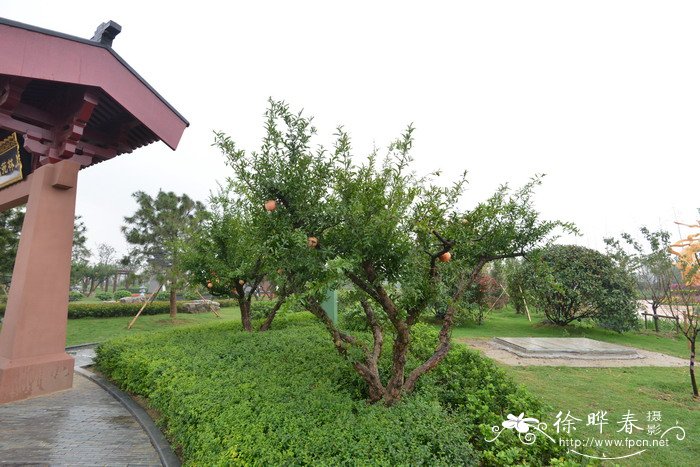 石榴Punica granatum 石榴Punica granatum