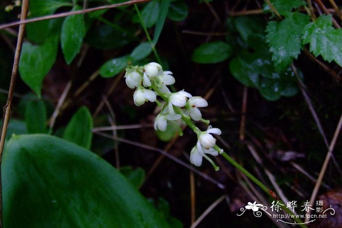 圆叶鹿蹄草Pyrola rotundifolia 圆叶鹿蹄草Pyrola rotundifolia