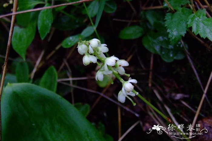 圆叶鹿蹄草Pyrola rotundifolia