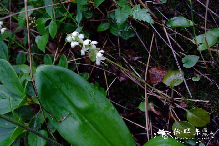 圆叶鹿蹄草Pyrola rotundifolia 圆叶鹿蹄草Pyrola rotundifolia