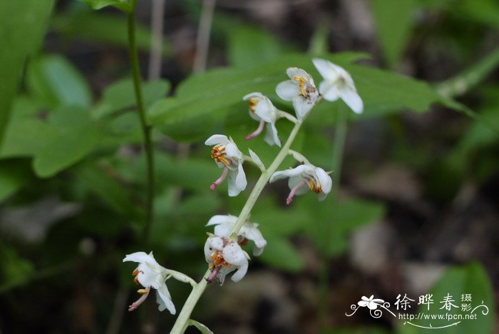 皱叶鹿蹄草Pyrola rugosa 皱叶鹿蹄草Pyrola rugosa