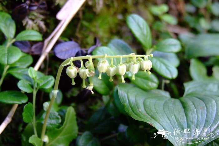 单侧花Orthilia secunda 单侧花Orthilia secunda