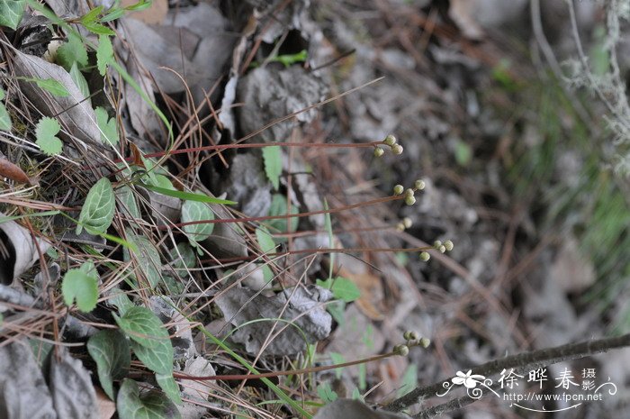 紫背鹿蹄草Pyrola atropurpurea 紫背鹿蹄草Pyrola atropurpurea