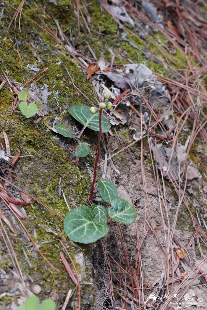 紫背鹿蹄草Pyrola atropurpurea 紫背鹿蹄草Pyrola atropurpurea