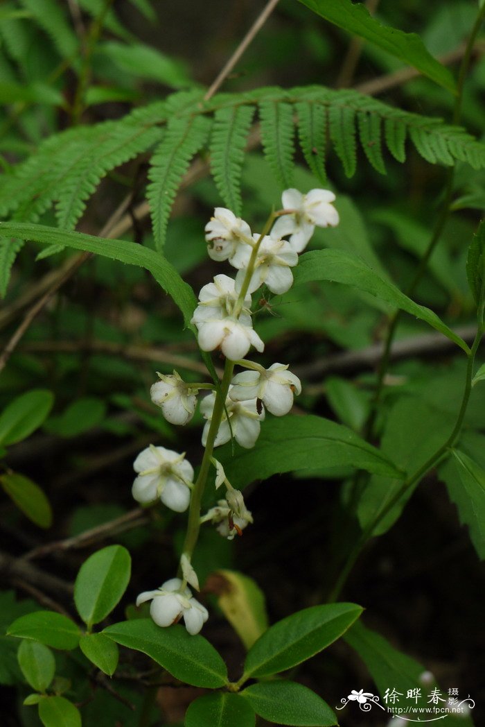 皱叶鹿蹄草Pyrola rugosa 皱叶鹿蹄草Pyrola rugosa