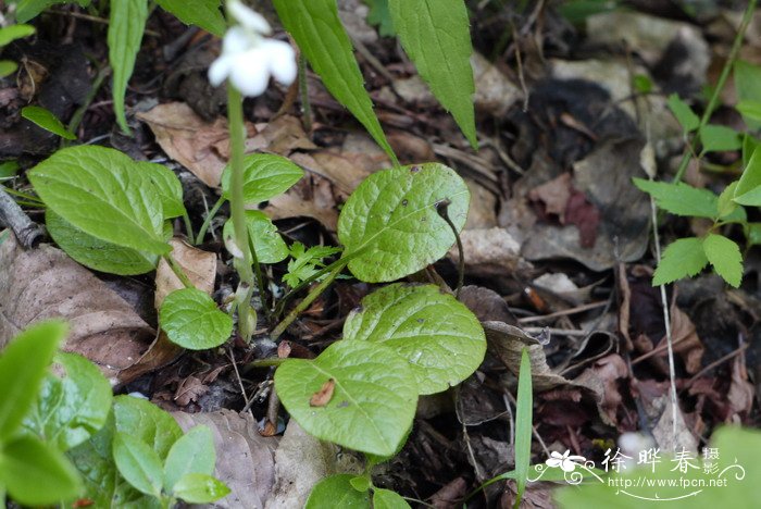 皱叶鹿蹄草Pyrola rugosa 皱叶鹿蹄草Pyrola rugosa