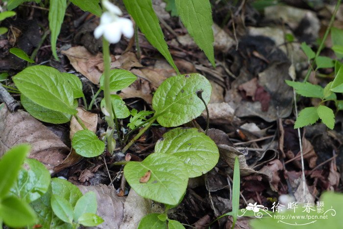 皱叶鹿蹄草Pyrola rugosa