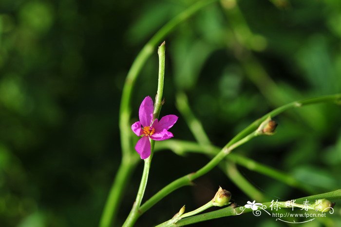 棱轴土人参Talinum fruticosum 棱轴土人参Talinum fruticosum