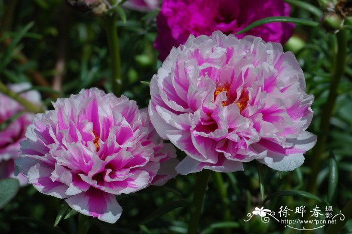 大花马齿苋Portulaca grandiflora 大花马齿苋Portulaca grandiflora