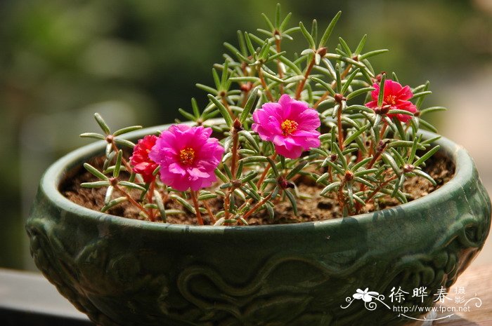 大花马齿苋Portulaca grandiflora 大花马齿苋Portulaca grandiflora