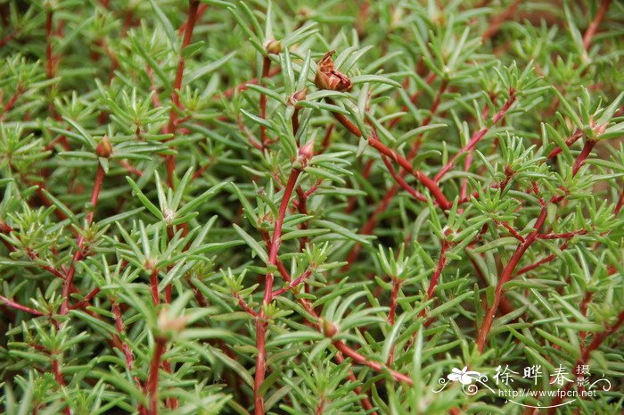 大花马齿苋Portulaca grandiflora 大花马齿苋Portulaca grandiflora