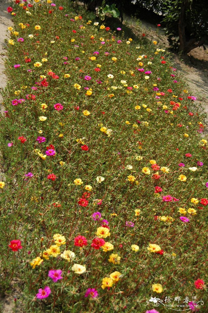 大花马齿苋Portulaca grandiflora 大花马齿苋Portulaca grandiflora