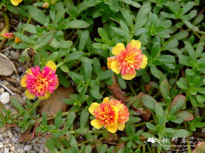 环翅马齿苋Portulaca umbraticola 环翅马齿苋Portulaca umbraticola