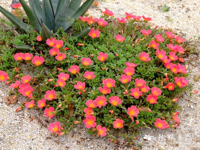 环翅马齿苋Portulaca umbraticola 环翅马齿苋Portulaca umbraticola