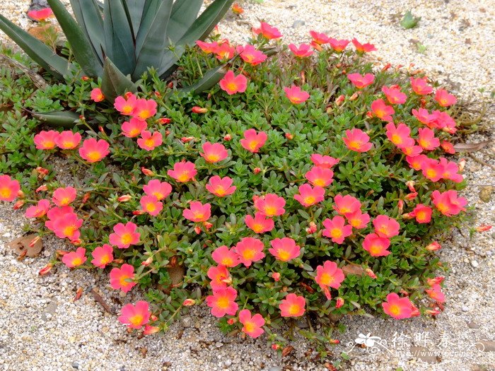 环翅马齿苋Portulaca umbraticola