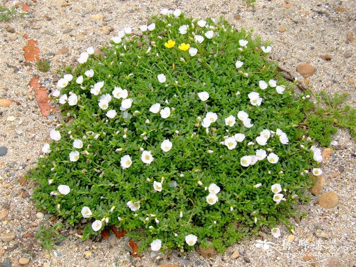 环翅马齿苋Portulaca umbraticola