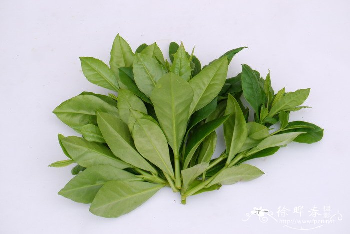 土人参Talinum paniculatum 土人参Talinum paniculatum