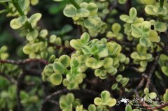 斑叶树马齿苋Portulacaria afra var. foliis-variegatis