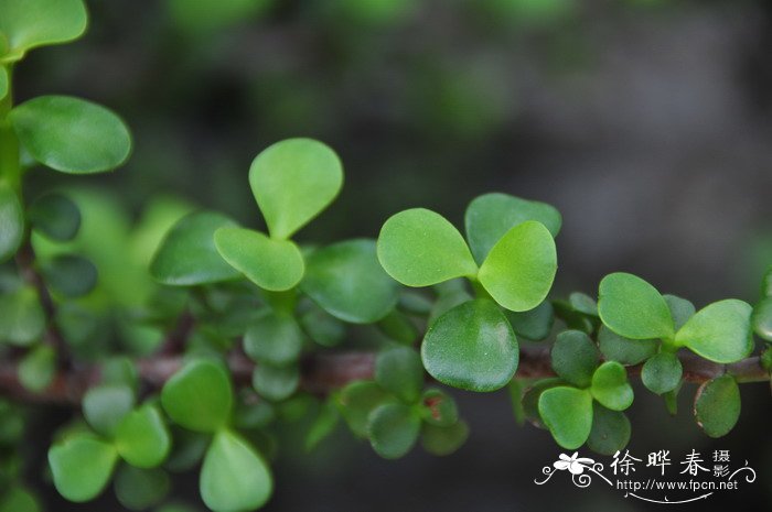 树马齿苋Portulacaria afra