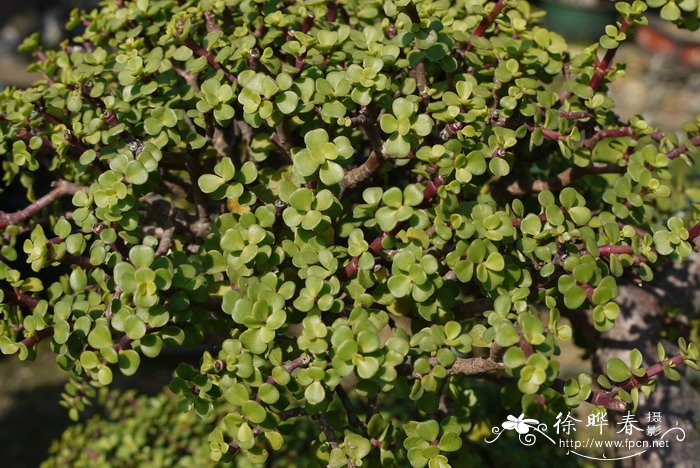 树马齿苋Portulacaria afra