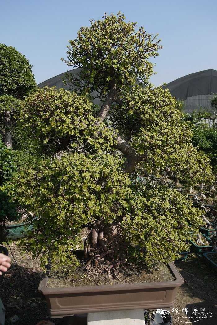 树马齿苋Portulacaria afra