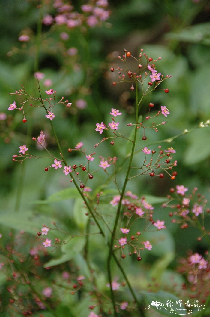 土人参Talinum paniculatum 土人参Talinum paniculatum