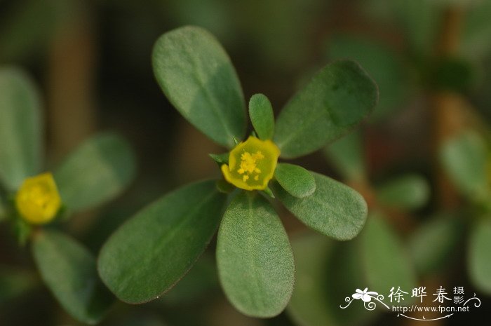 马齿苋Portulaca oleracea