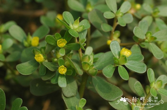 马齿苋Portulaca oleracea 马齿苋Portulaca oleracea