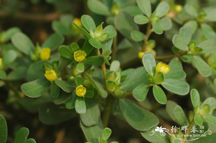 马齿苋Portulaca oleracea