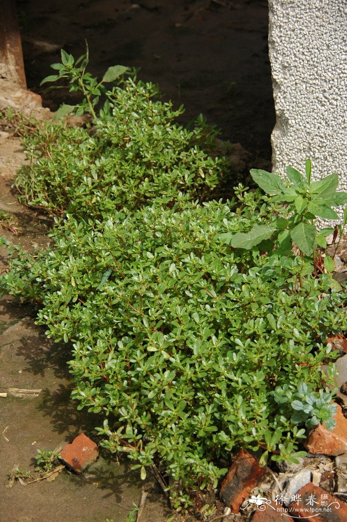 马齿苋Portulaca oleracea 马齿苋Portulaca oleracea