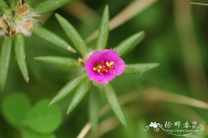 毛马齿苋Portulaca pilosa