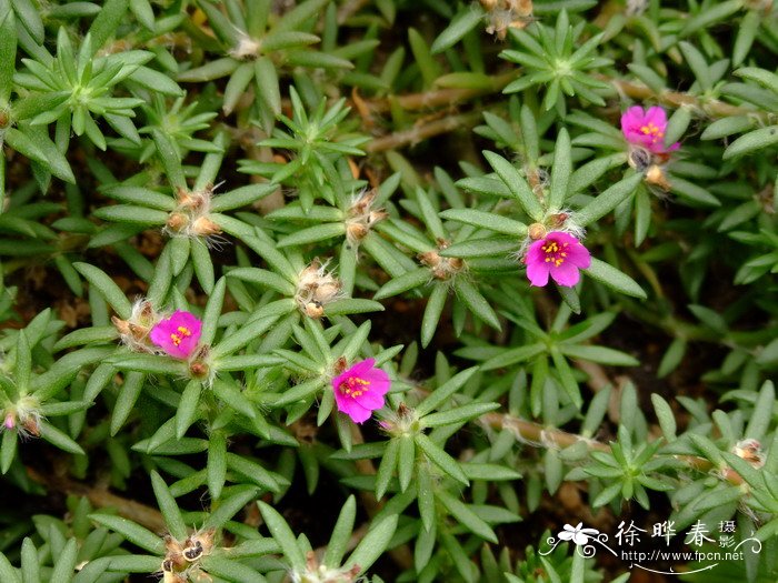 毛马齿苋Portulaca pilosa 毛马齿苋Portulaca pilosa