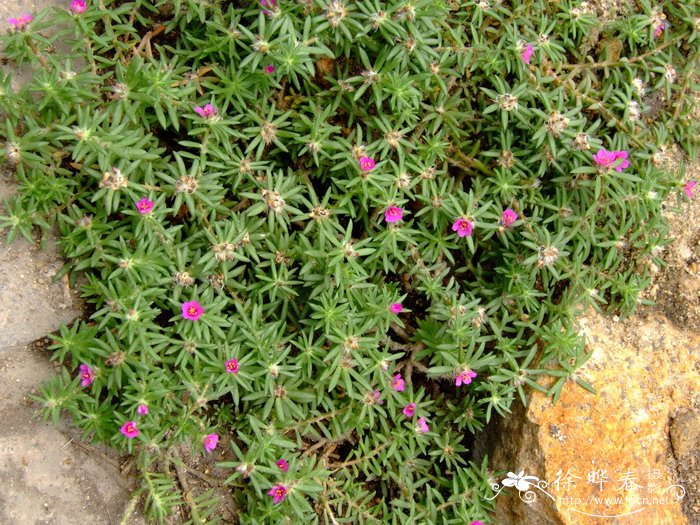 毛马齿苋Portulaca pilosa 毛马齿苋Portulaca pilosa