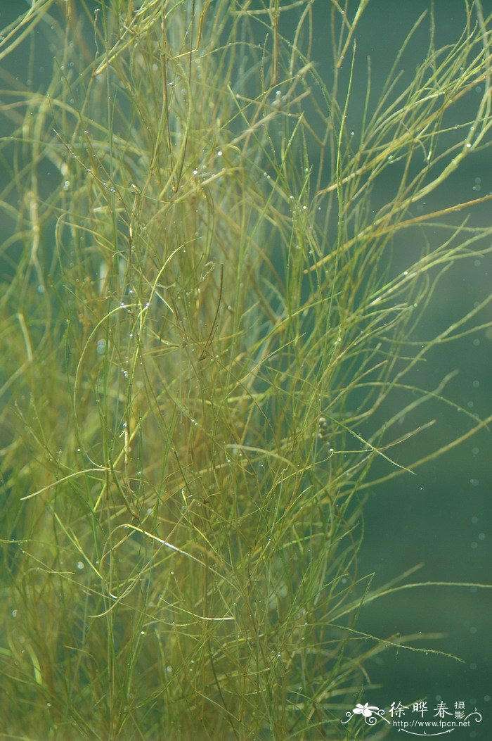 丝叶眼子菜Potamogeton filiformis 丝叶眼子菜Potamogeton filiformis