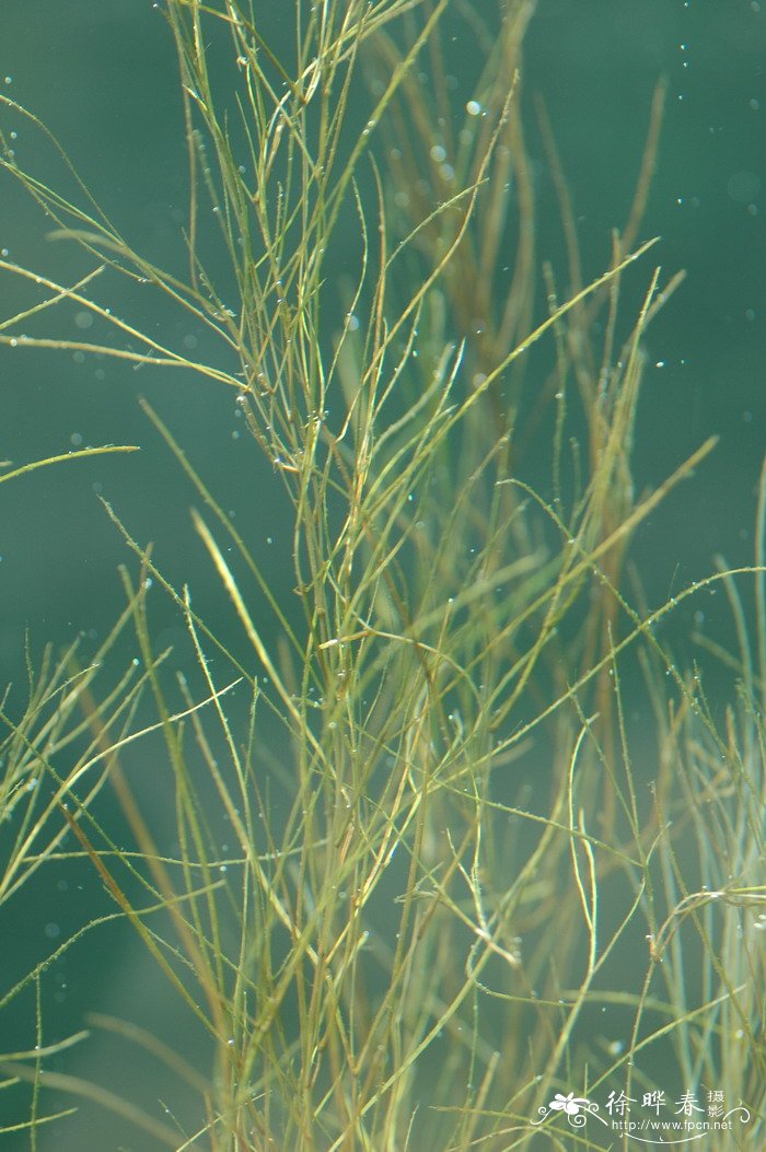 丝叶眼子菜Potamogeton filiformis 丝叶眼子菜Potamogeton filiformis