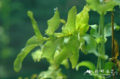 穿叶眼子菜Potamogeton perfoliatus