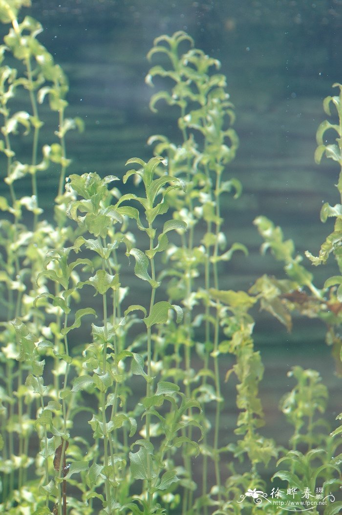穿叶眼子菜Potamogeton perfoliatus 穿叶眼子菜Potamogeton perfoliatus