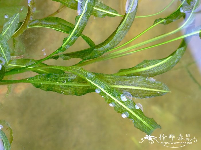 竹叶眼子菜Potamogeton wrightii 竹叶眼子菜Potamogeton wrightii