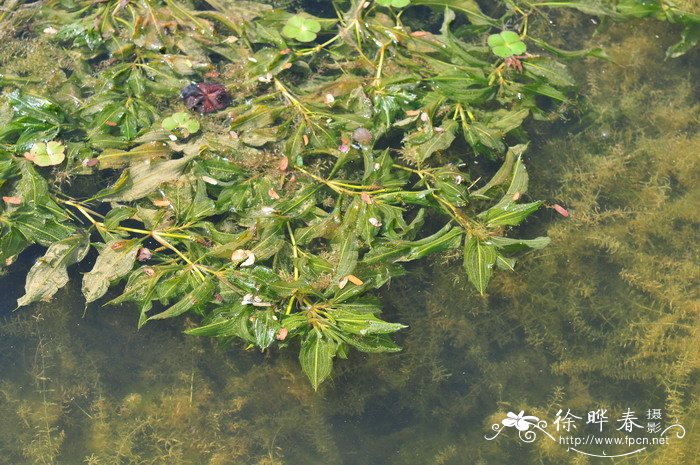 竹叶眼子菜Potamogeton wrightii 竹叶眼子菜Potamogeton wrightii