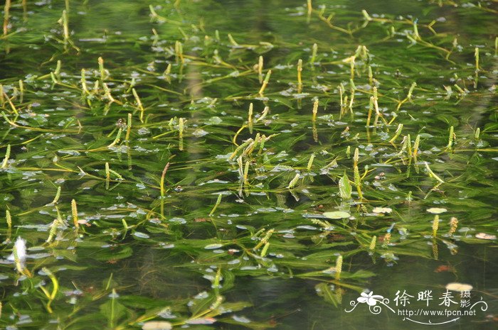 竹叶眼子菜Potamogeton wrightii