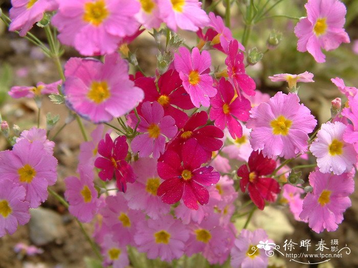 四季报春Primula obconica 四季报春Primula obconica