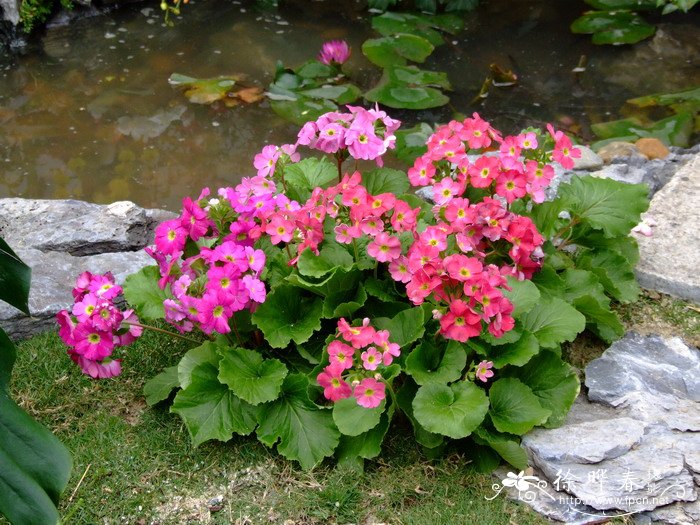 四季报春Primula obconica 四季报春Primula obconica